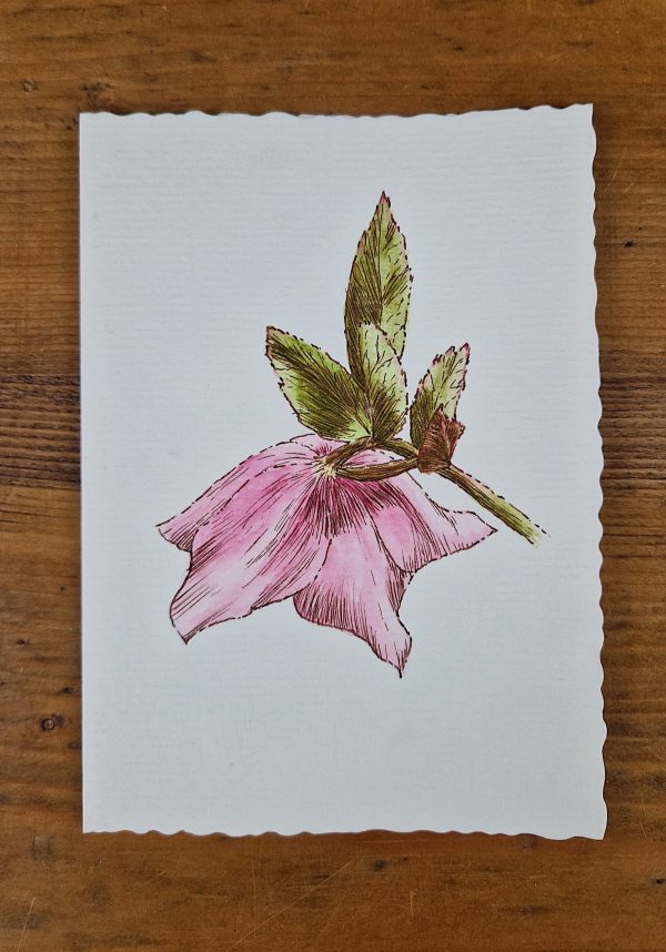Grußkarte Helleborus line&wash