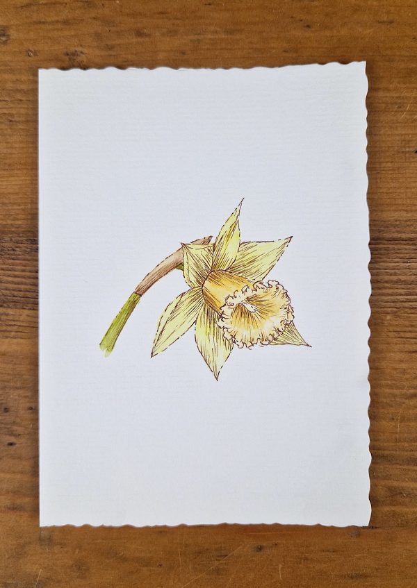 Grußkarte Narzisse line&wash