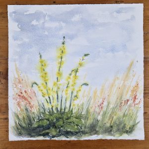 Verbascum - Landschaftsaquarell