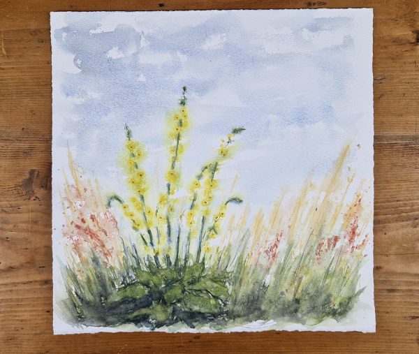 Verbascum - Landschaftsaquarell