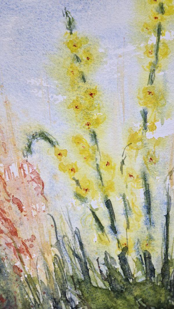 Verbascum – Bild 2
